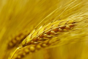 spiga di grano spinacè oderzo