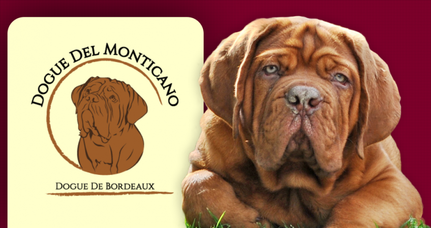 dogue de bordeaux