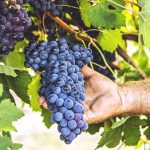 grappoli-di-merlot-guida-ai-vini-e-vitigni-di-tutto-il-mondo-atlante-del-vino