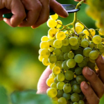 vendemmia-grappolo-uva-bianca