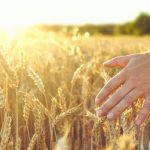 campo-di-grano-spighe-di-grano-dorato-bellissimo-paesaggio-al-tramonto_168410-43