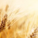 Wheat field