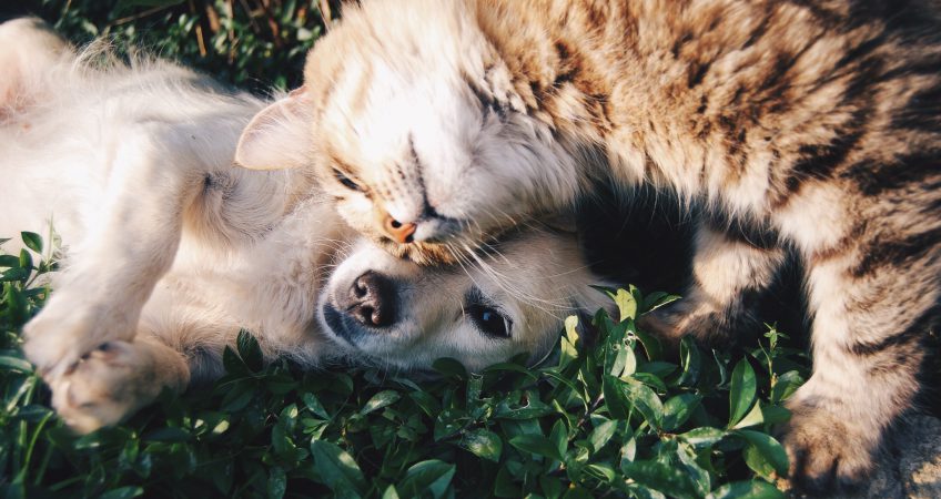 cane e gatto
