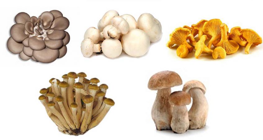 ballette di funghi
