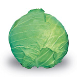 cavolo_cappuccio