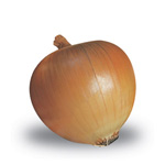 cipolla