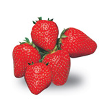 fragola