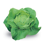 lattuga