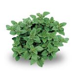 piante_aromatiche