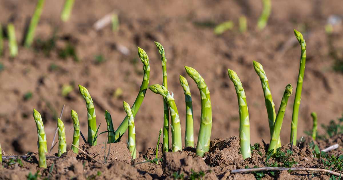 come-identificare-e-controllare-le-malattie-degli-asparagi