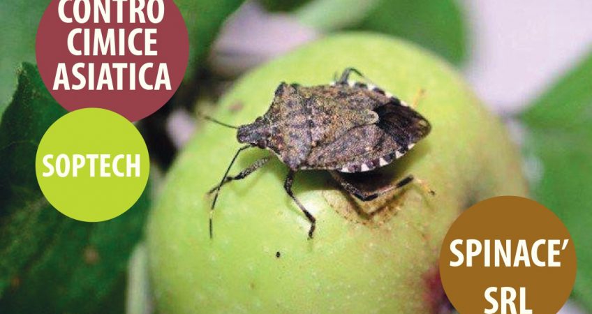 blog-spinace_page-0001-1
