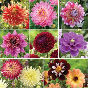 types-of-dahlias