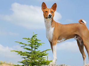 cane_basenji