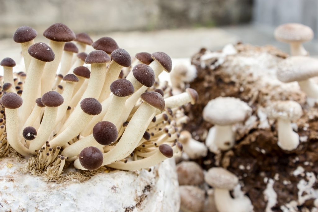 mushroom / Shiitake and southern poplar mushroom on a mushroom substrate