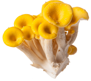 gialletto