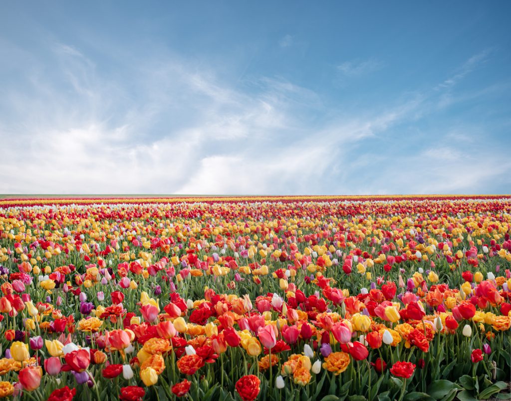 Flowers in spring park. Flower landscape. Colorful tulip flowers in spring park